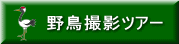 野鳥撮影ツアー
